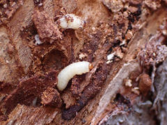 Dendroctonus rufipennis