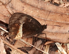 Pedaliodes baccara baccara