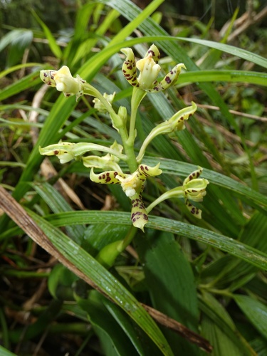 Image of Prosthechea crassilabia by (c) Kai Squires, some rights reserved (CC BY)