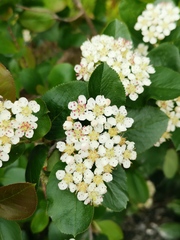 Aronia mitschurinii