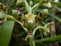 Prosthechea crassilabia