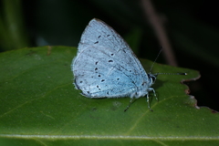 Celastrina argiolus