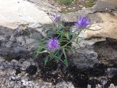 Phyteuma scheuchzeri