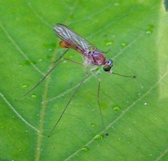 Neurigona carbonifer