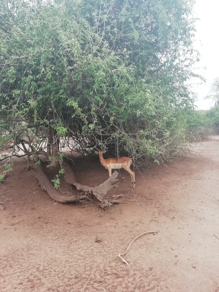 Aepyceros melampus melampus, 7C9H+QMG, Kakoaka, Botsuana, by patriciama