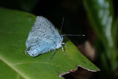 Celastrina argiolus