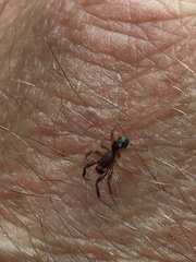 Asagena americana