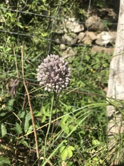Allium polyanthum