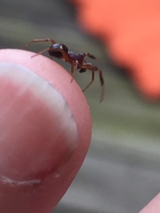 Asagena americana