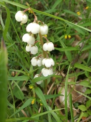 Pyrola media