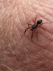 Asagena americana