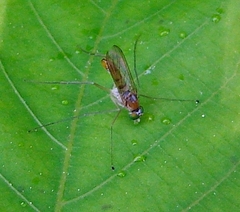 Neurigona carbonifer