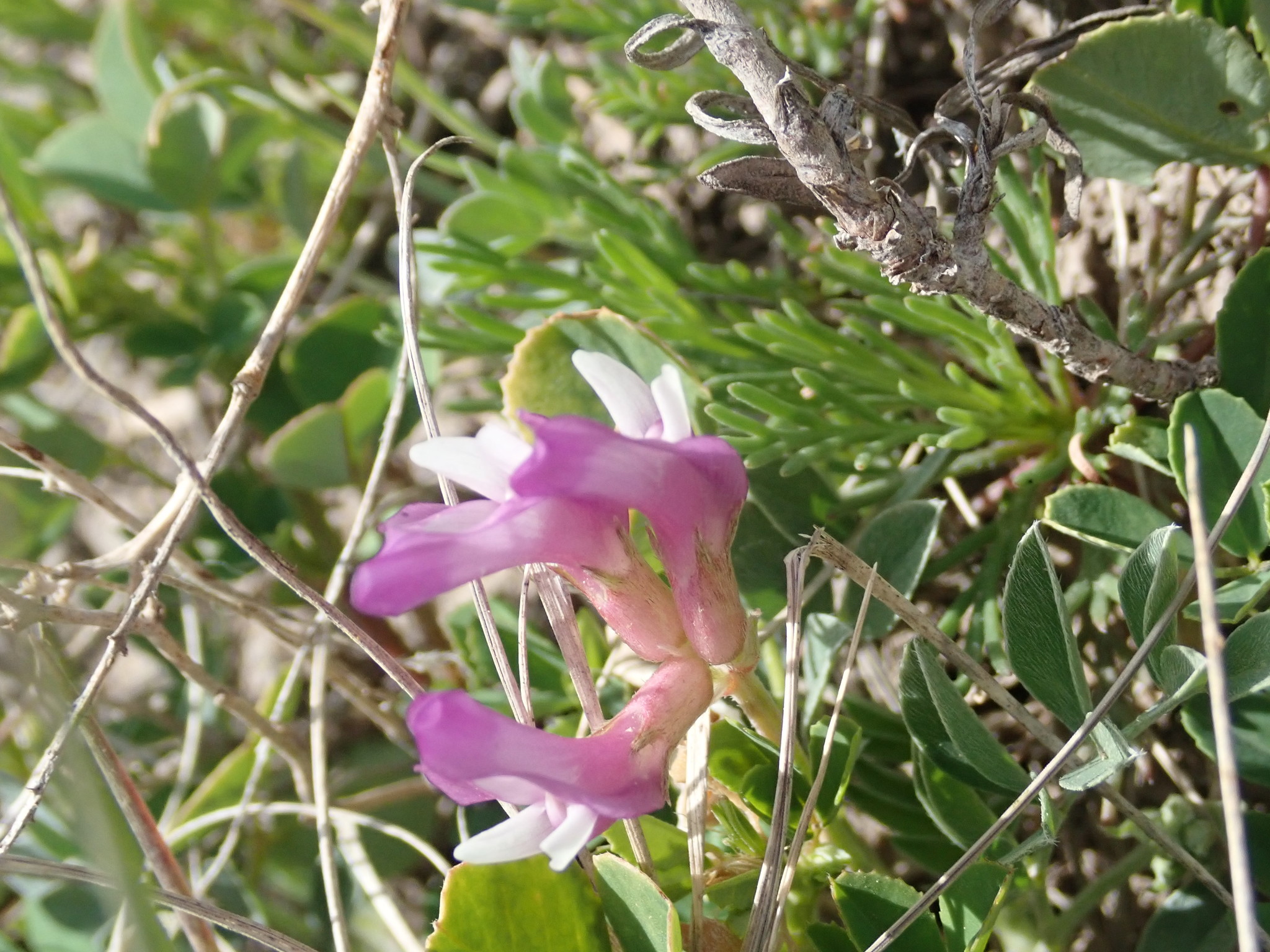 Astragalus missouriensis var. humistratus