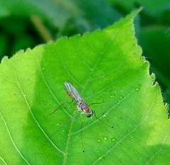 Neurigona carbonifer