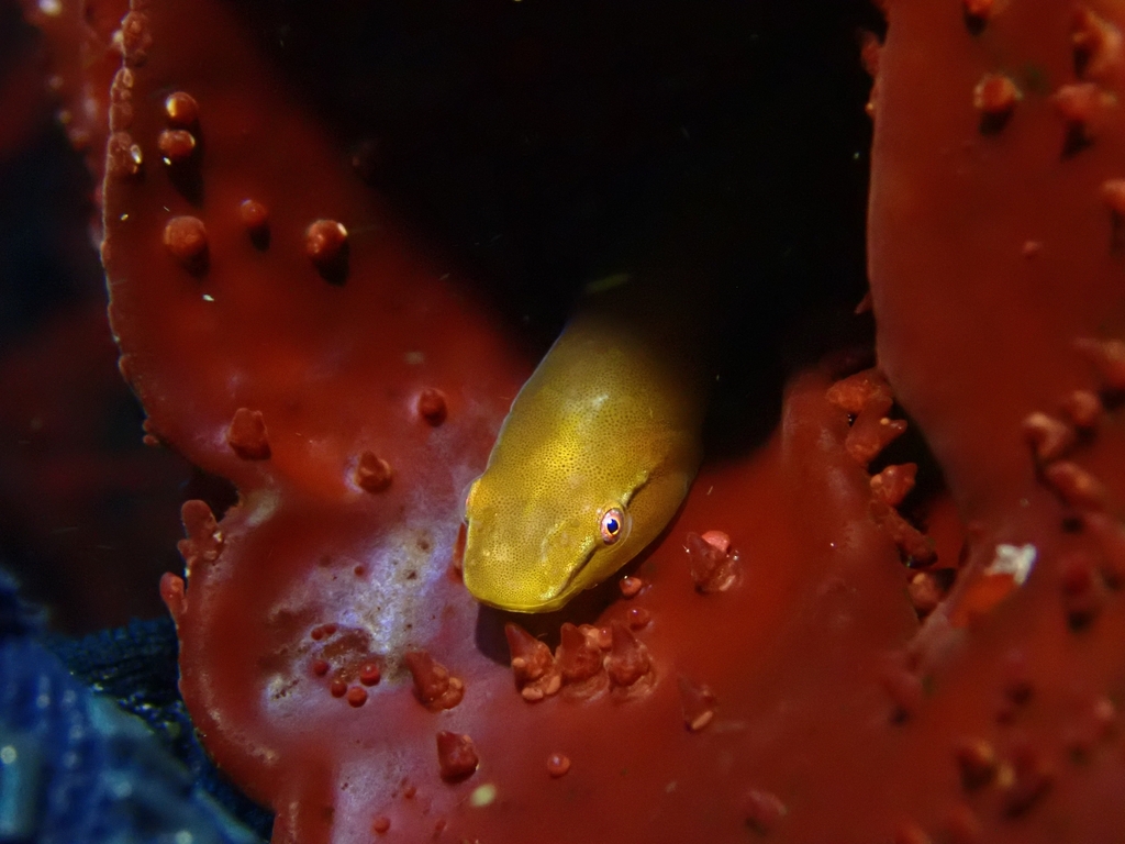 Kelp Clingfish