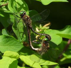 Cordulia shurtleffii