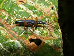 Disteniidae