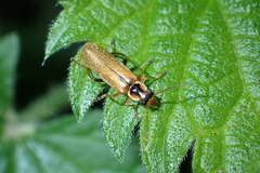 Cantharis decipiens