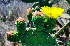 Opuntia