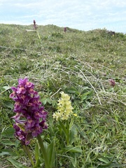 Dactylorhiza sambucina