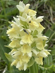 Dactylorhiza sambucina
