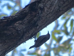 Climacteris erythrops