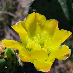 Opuntia