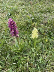 Dactylorhiza sambucina