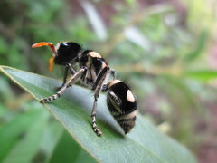 Hoplomutilla insignis