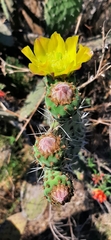 Opuntia