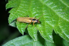 Cantharis decipiens