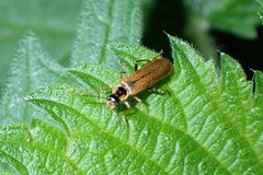 Cantharis decipiens