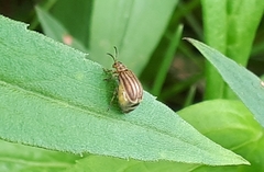 Ophraella conferta