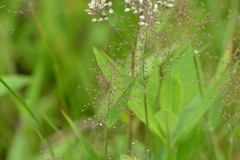 Dichanthelium implicatum