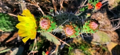 Opuntia