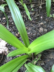 Crinum americanum