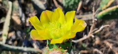 Opuntia