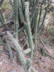 Harrisia tetracantha