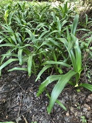 Crinum americanum