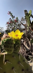 Opuntia