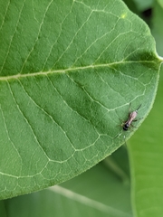 Agrothereutina
