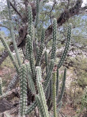 Harrisia tetracantha