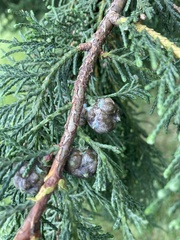 Chamaecyparis obtusa