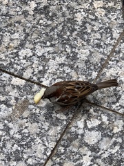 Passer domesticus