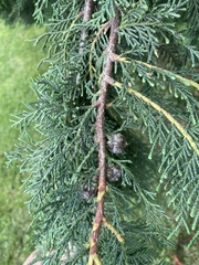 Chamaecyparis obtusa