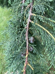 Chamaecyparis obtusa