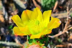 Opuntia