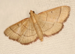 Hypsopygia decoloralis