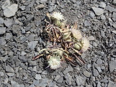 Townsendia rothrockii