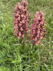 Dactylorhiza sambucina